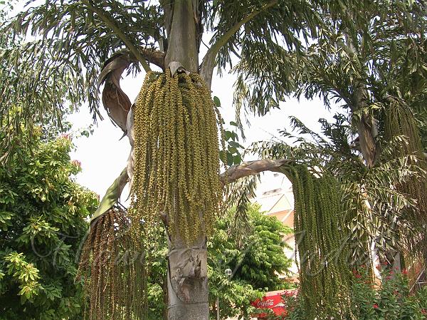 Fishtail Palm